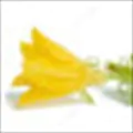 Cucumber Flower